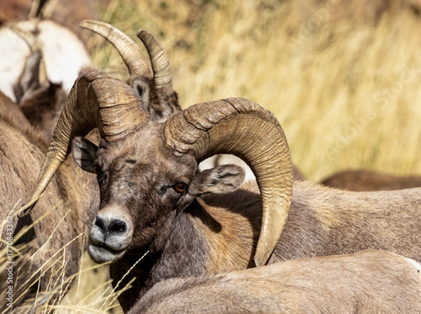 Fototapeta Wild Bighorn Sheep in the Waterton Canyon, Rocky Mountains, in Littleton, Colorado
