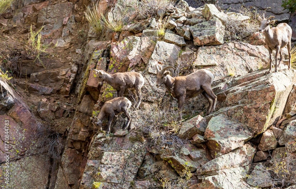 Fototapeta Wild Bighorn Sheep in the Waterton Canyon, Rocky Mountains, in Littleton, Colorado