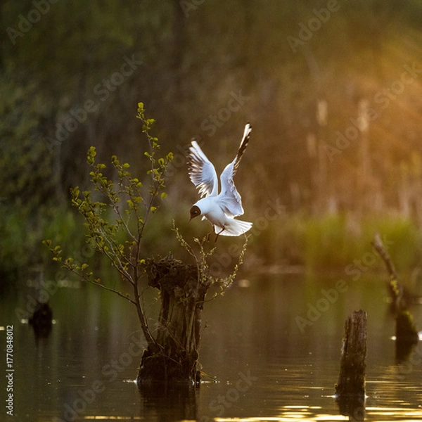Obraz bird in flight