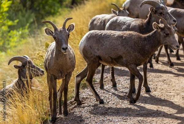 Fototapeta Wild Bighorn Sheep in the Waterton Canyon, Rocky Mountains, in Littleton, Colorado