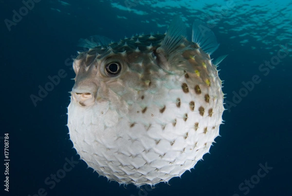 Obraz A puffed up Porcupinefish (Diodon hystrix)