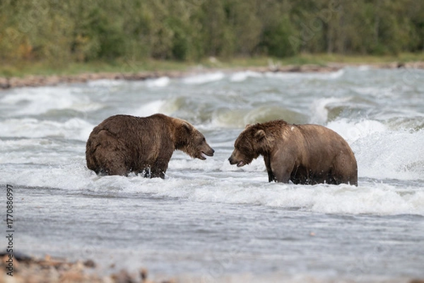 Fototapeta Two Alaskan browns bears face off searching for salmon in Naknek Lake.