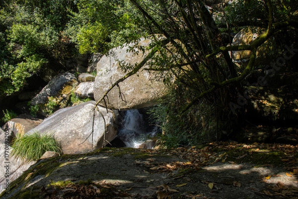 Obraz Riparian forest vegetation along the Barosa River in Galicia: lush ferns, moss-covered trunks, and branches bent by the humidity. Barro, Spain
