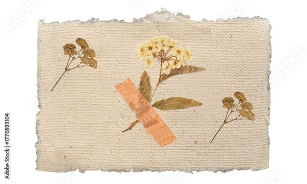 Fototapeta Vintage Botanical Floral Collection on Transparent Background Illustration Vector. Botanical elements with pressed flowers and natural tones on paper, ideal for collage, scrapbooking, and vintage art.