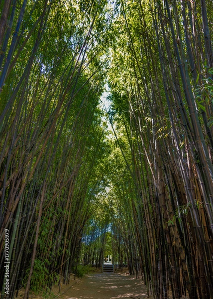 Obraz Bamboo forest with tall, slender stalks reaching towards the sky, creating a natural tunnel of light and shadow. Caldas de Reis, Spain