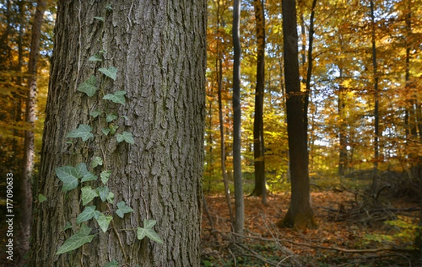 Fototapeta Herbst im Wald