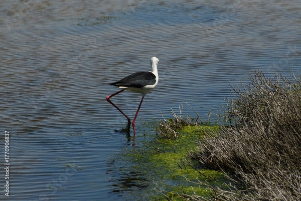 Obraz Black-winged Stilt (Himantopus himantopus) in the wetlands of Parc natural de s'Albufera de Mallorca (Muro, Spain)