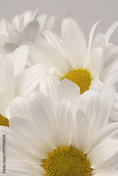 Obraz Close-up white Chamomile; aster; chrysanthemum Flower, petal bouqueton gray. Minimalist still life. Natural art neutral background.