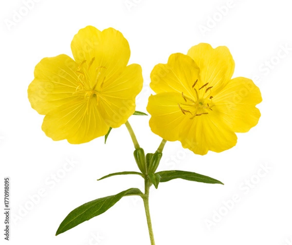 Fototapeta Common evening