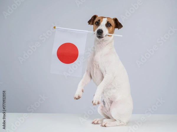 Obraz Jack Russell Terrier dog holding a Japanese flag on a white background.