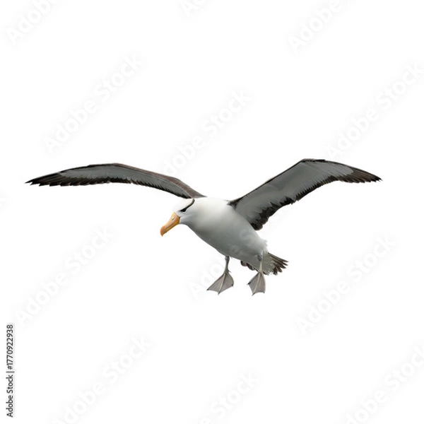 Obraz Black-browed Albatross in Flight