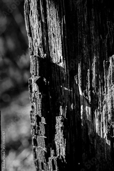 Fototapeta Tree Stump Texture