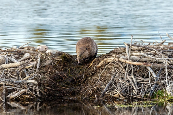 Obraz Beaver on damn