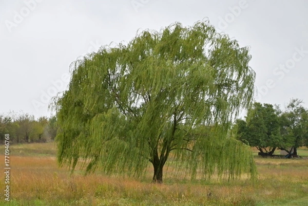 Obraz Weeping Willow Tree in a Field