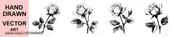 Fototapeta Elegant hand drawn rose flower vector illustration with detailed petals and leaves, vintage botanical sketch style perfect for floral design, tattoo art, and romantic decorations.