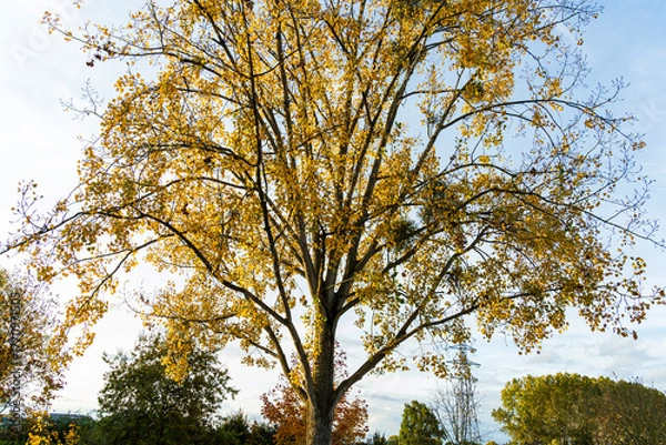 Fototapeta Couleurs d’automne au cœur de Strasbourg