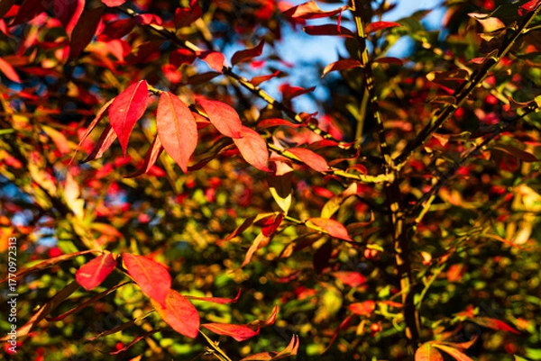 Fototapeta Couleurs d’automne au cœur de Strasbourg