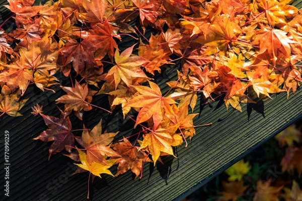 Obraz ベンチの上の紅葉