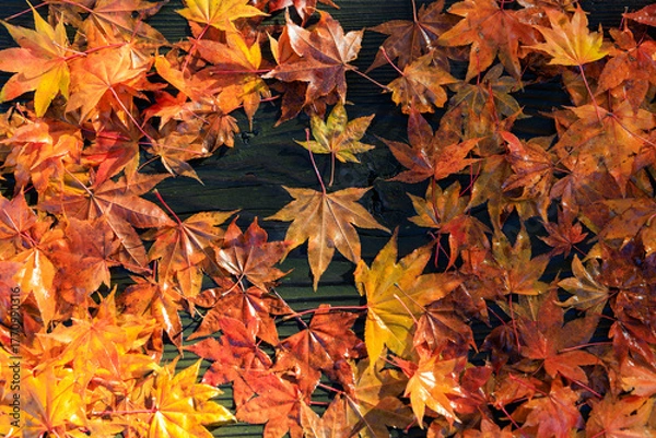 Obraz ベンチの上の紅葉