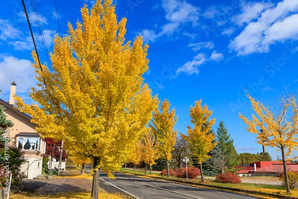 Obraz イチョウの並木道