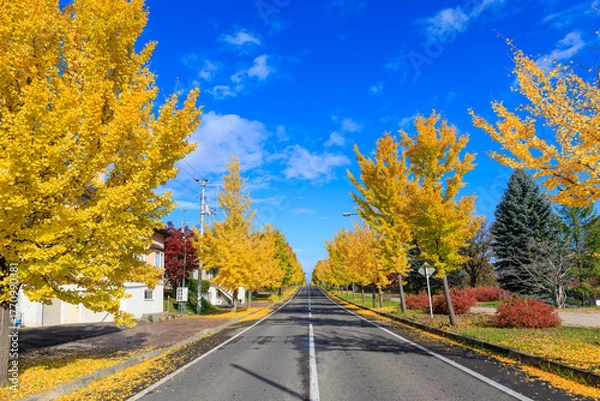 Obraz イチョウの並木道