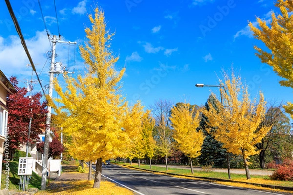 Obraz イチョウの並木道