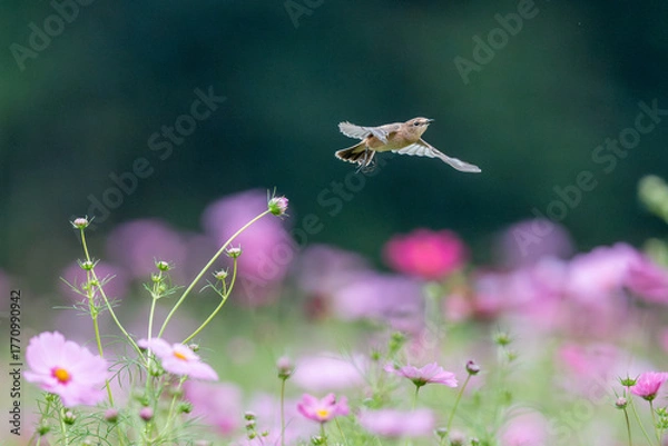 Obraz コスモス畑でノビタキの飛び立ち