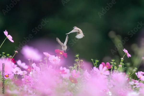 Obraz コスモス畑で飛び交うスズメ