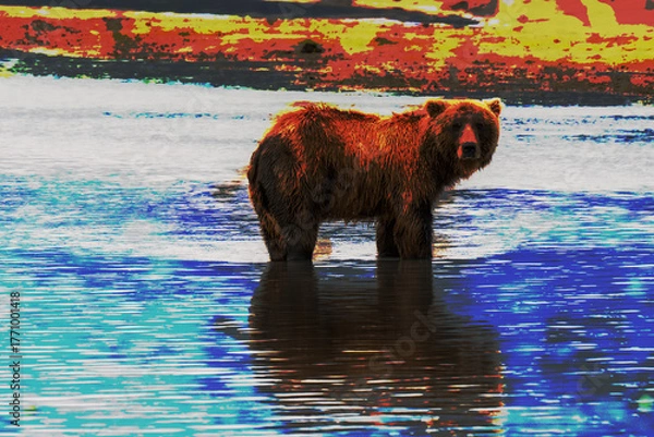 Fototapeta Arsty colorful bear standing in a river fishing in Alaska with reflection in the water