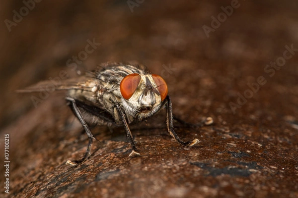 Obraz Gray fly on rusty metal