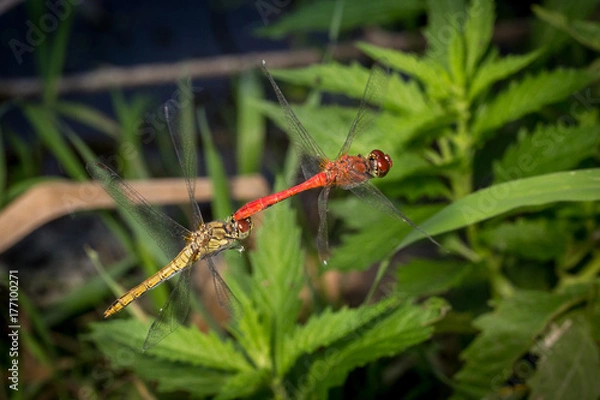 Obraz Ważki połączone