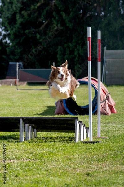 Fototapeta border collie en agility