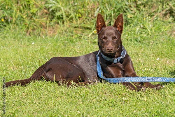 Fototapeta kelpie australien