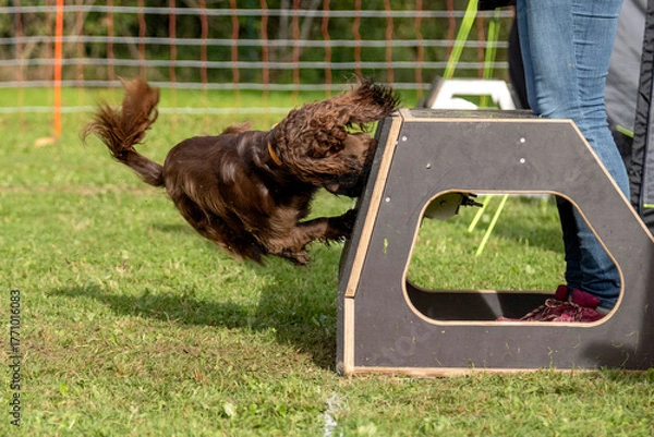 Fototapeta cocker en flyball