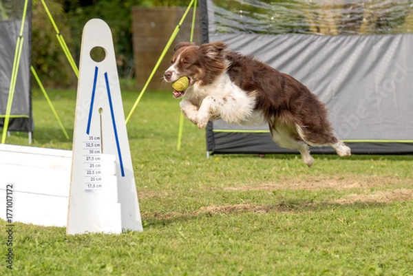 Fototapeta border collie en flyball