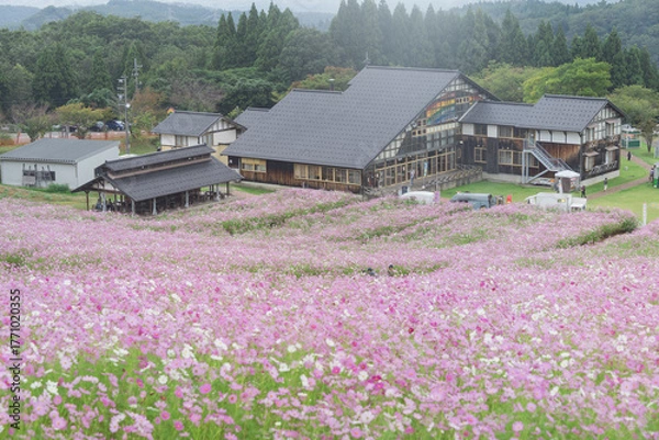 Obraz 夢の平コスモスウォッチング