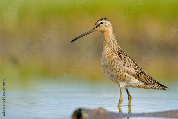 Obraz A Short-billed Dowitcher wades through a marsh