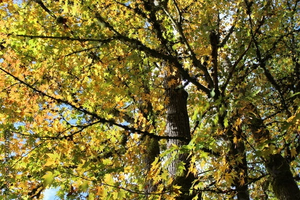 Obraz Golden autumn leaves on the trees in sunlight