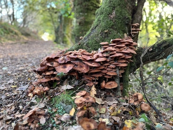 Obraz mushrooms on tree