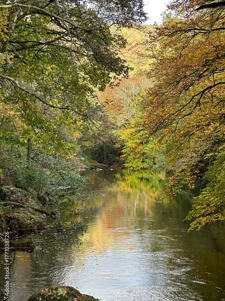 Obraz autumn in the forest
