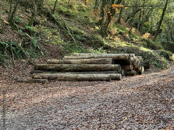 Obraz stack of timber logs in the forest