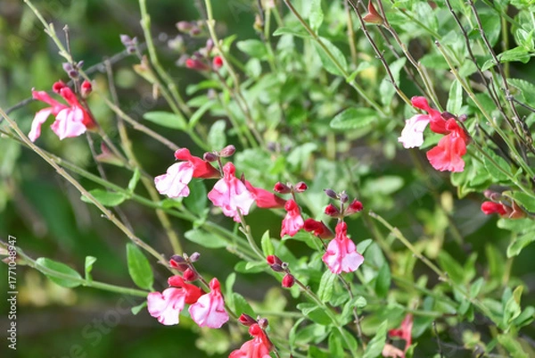 Fototapeta サルビア・ミクロフィラ　Cherry Sage