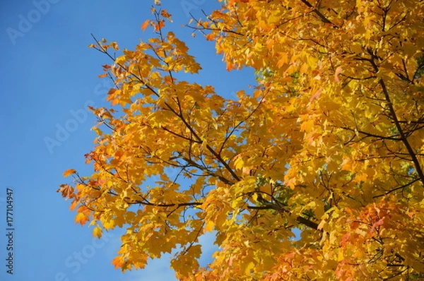 Obraz Осенние мотивы