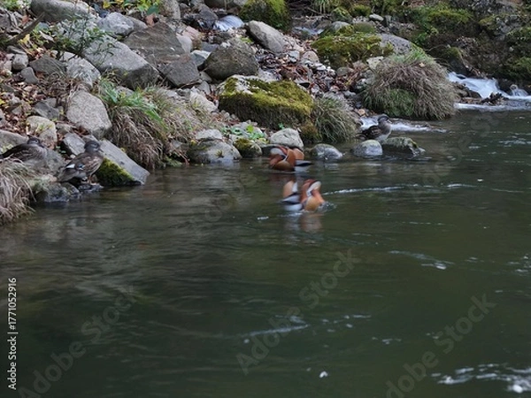 Fototapeta A group of ducks are swimming in a river. The water is murky and the rocks are jagged