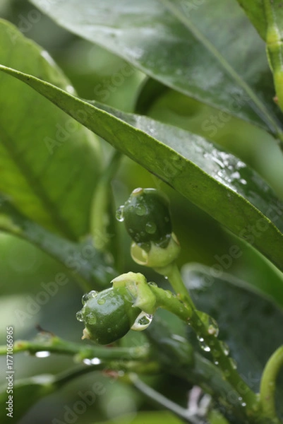 Fototapeta Green lemon tree with water drops on the leaves after the rain.