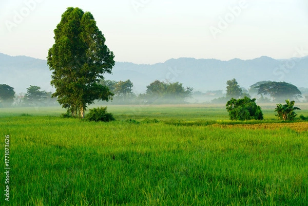Obraz Serene Green Fields with Tree and Misty Mountains in Background