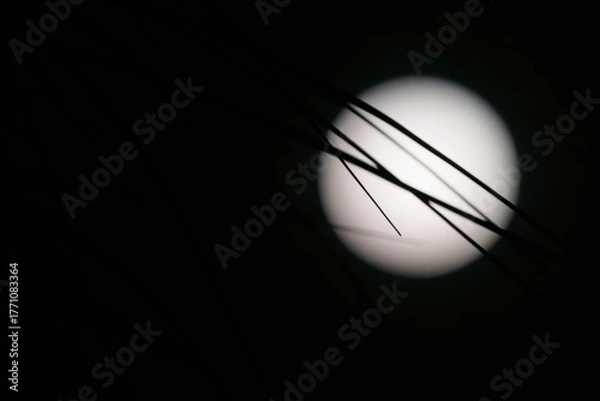 Fototapeta Circular moon high with strands or fine leaves across face in right of image in sky on black background with copy-space,