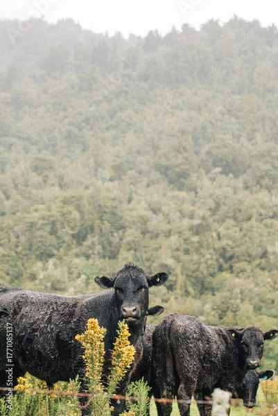 Fototapeta Curious cattle in misty mountain landscape for nature inspiration and rural tranquility