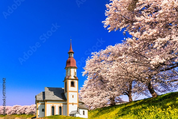 Obraz 白石の一目千本桜の並木とヨーロッパ風教会合成