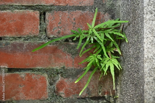 Fototapeta Authentic urban scene of vibrant green pinnate leaf plant emerging from junction between weathered red brick wall with mortar and rough gray concrete wall in natural directional sunlight.